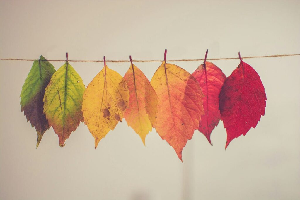 Race as a Social Construct -  Leaves in different colors