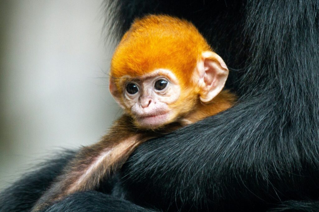 Rise of Homo Sapiens
