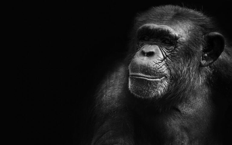 Humans Are Apes