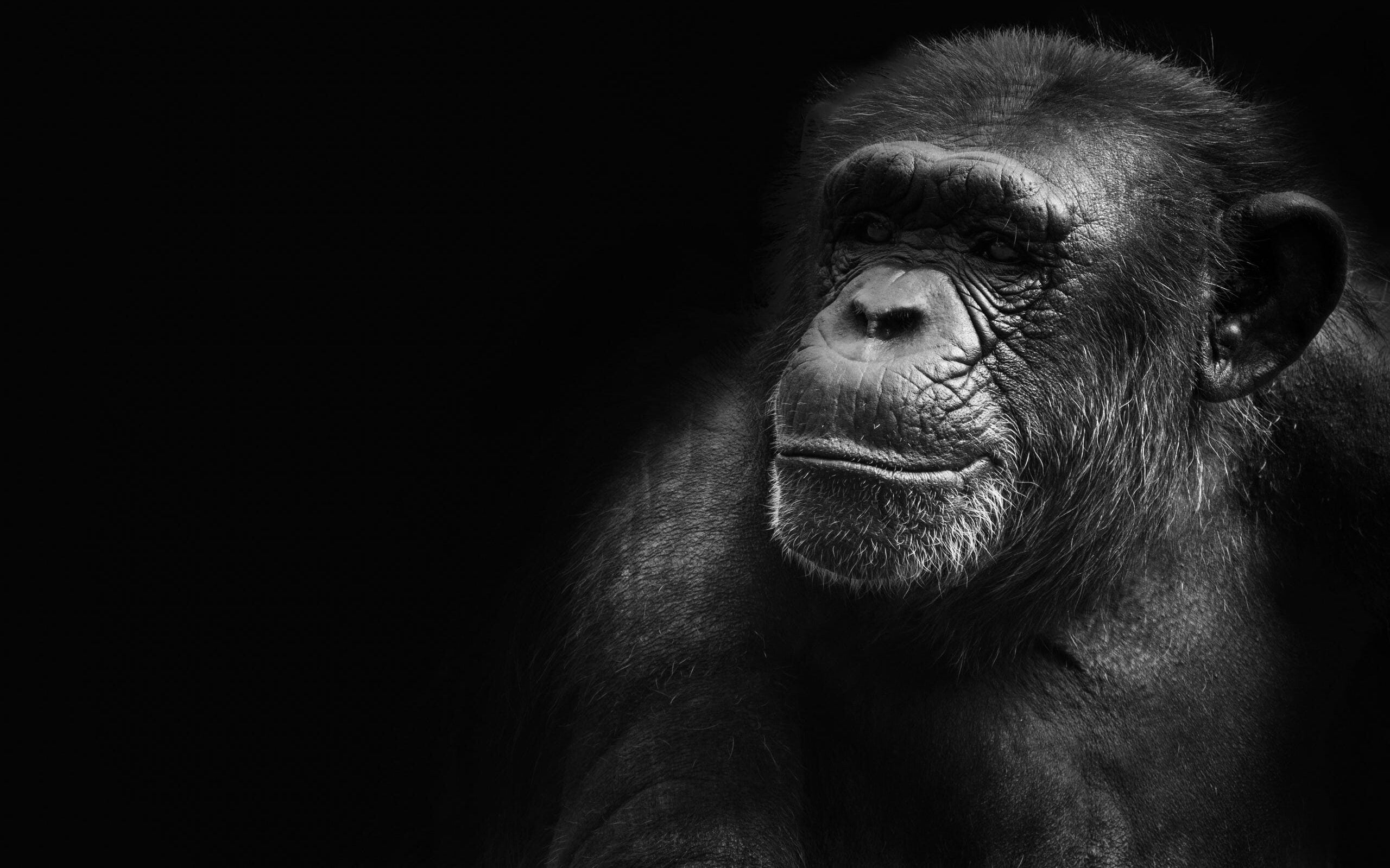 Humans Are Apes