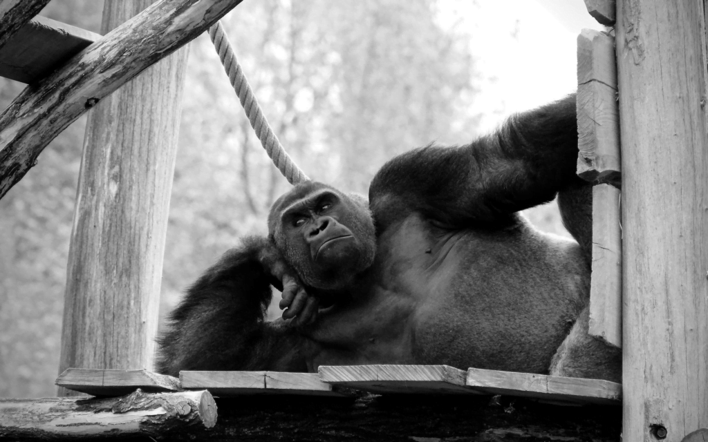 Ape-Human evolutionary connection